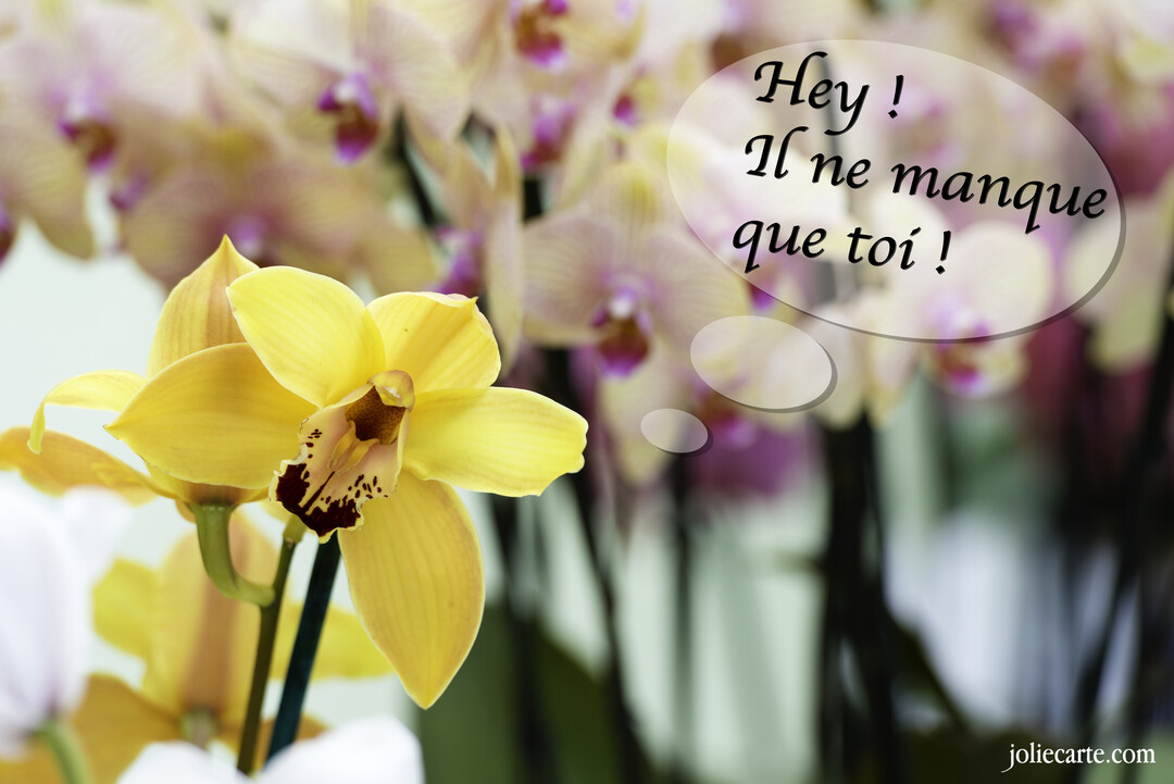 Cette jolie carte présente la photographie d'une orchidée jaune en gros plan sur fond flou de fleurs roses, accompagnée du texte d'invitation.