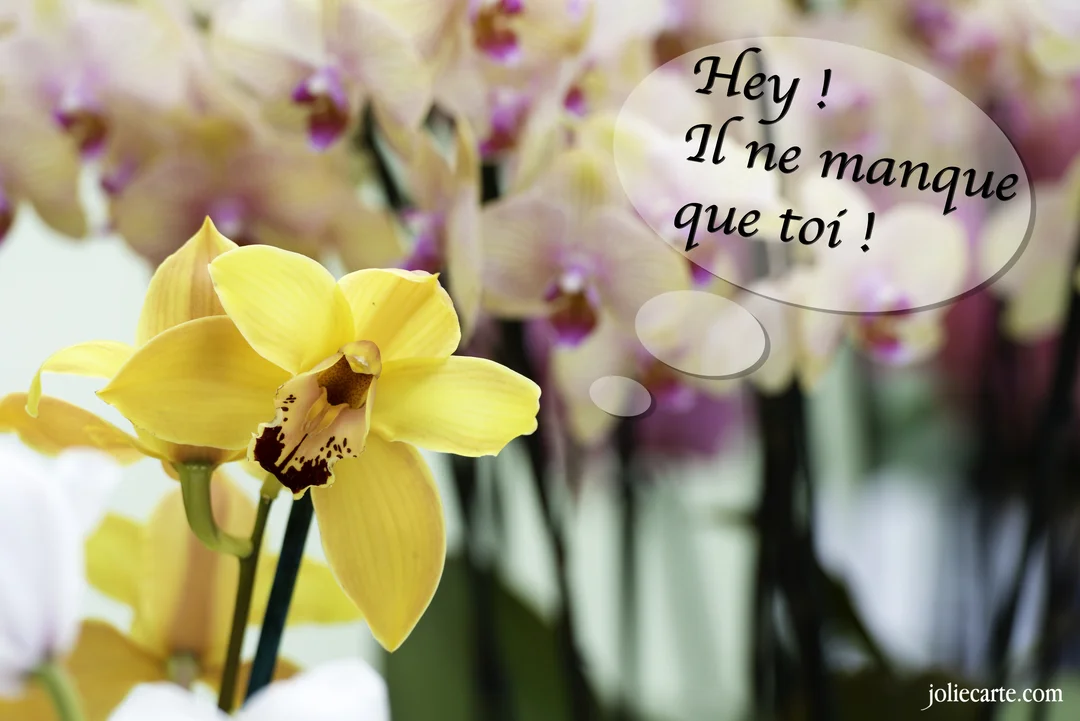 Cette jolie carte présente la photographie d'une orchidée jaune en gros plan sur fond flou de fleurs roses, accompagnée du texte d'invitation.