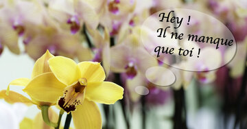 Aperçu de la carte : Hey !! Il ne manque que toi !