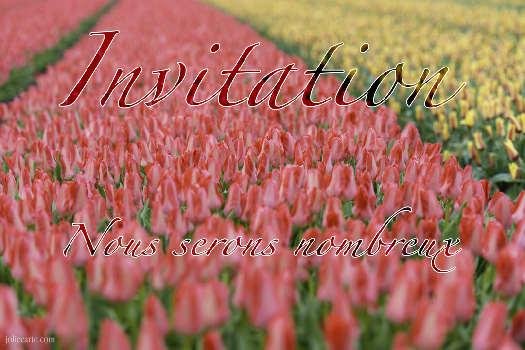 Une carte d'invitation photographique présentant un vaste champ de tulipes rouges et jaunes, avec le texte calligraphié 'Invitation' et 'Nous serons nombreux'.