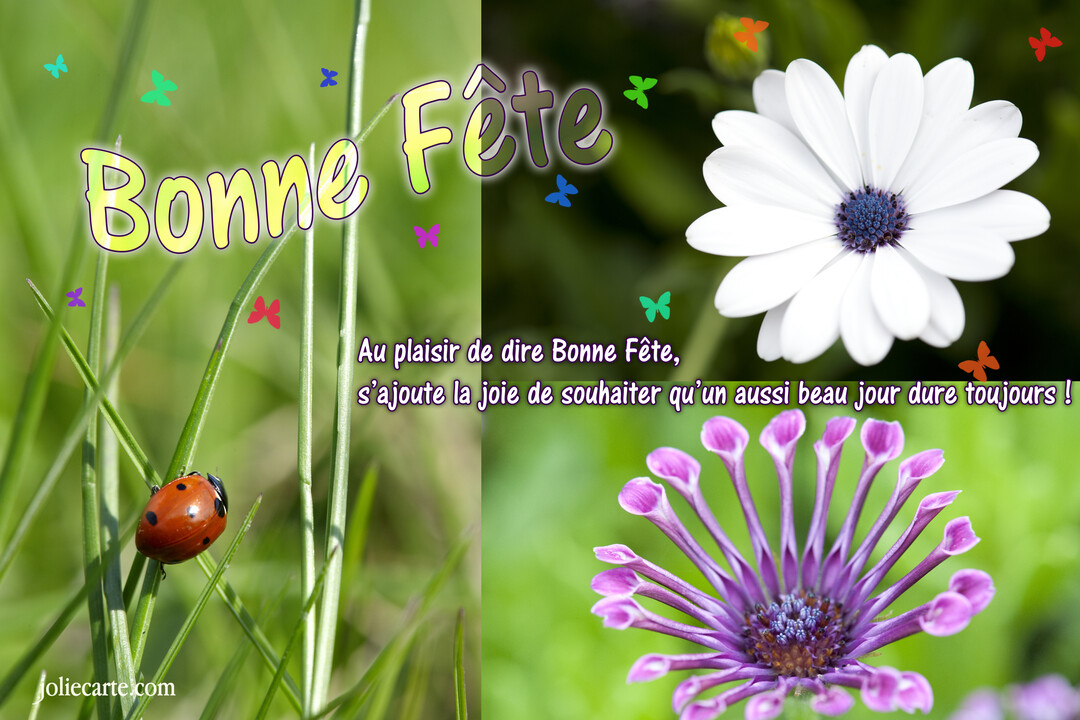 Montage photo de style nature avec une coccinelle, des fleurs de marguerites, des papillons et le texte 'Bonne Fête' au centre.