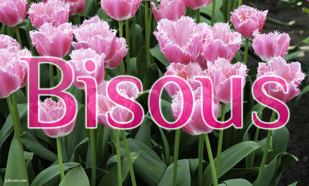 Le mot 'Bisous' en rose est superposé sur un champ de tulipes roses aux pétales délicatement frangés, avec leurs longues tiges vertes.