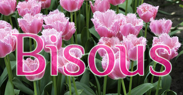 Aperçu de la carte : Bisous