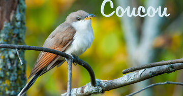 Aperçu de la carte : Cui cui (traduction : salut)