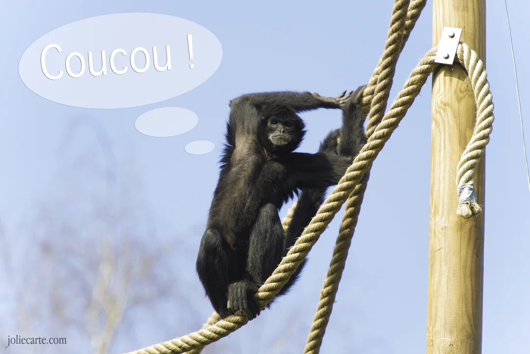 Un singe atèle noir est perché sur des cordes épaisses sous un ciel bleu, avec une bulle de pensée contenant le mot 'Coucou !'.