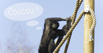 Aperçu de la carte : Coucou