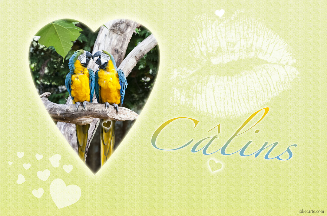 Deux perroquets aras bleus et jaunes perchés sur une branche, se touchant le bec, dans un cadre en forme de cœur sur un fond vert texturé.