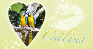 Aperçu de la carte : Câlins