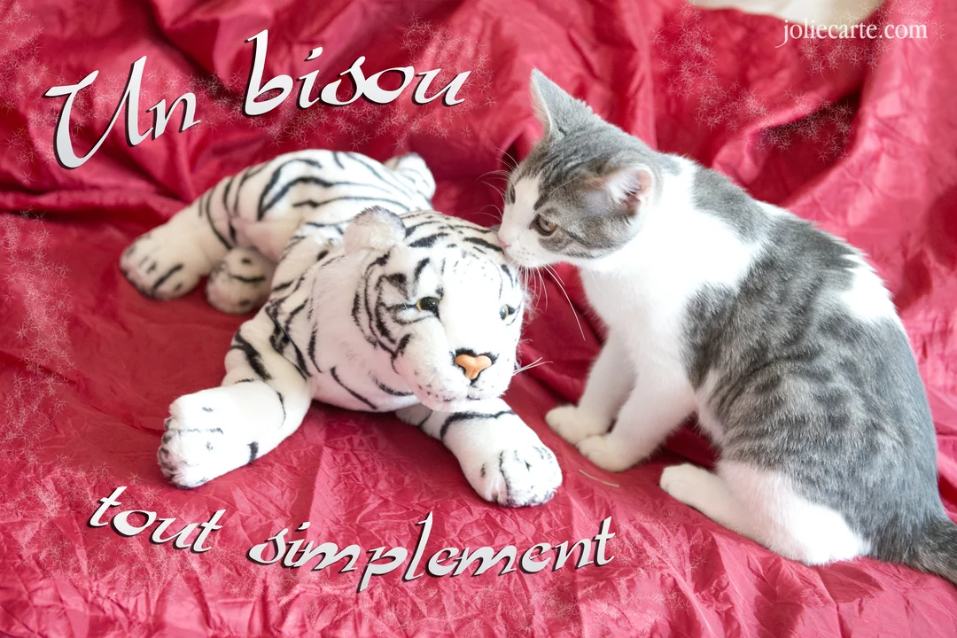 Un chaton gris et blanc est assis à côté d'une peluche de tigre blanc et lui donne un bisou sur un fond en tissu rouge.