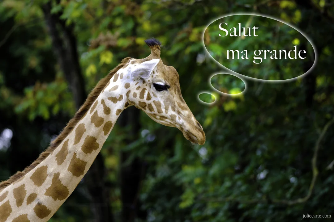 Une photographie en gros plan d'une girafe de profil avec une bulle de pensée contenant le texte blanc 'Salut ma grande'.