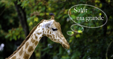 Aperçu de la carte : Salut ma grande