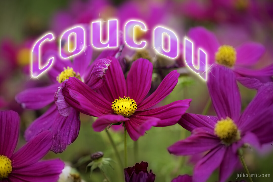 Une photographie de gros plan sur des fleurs de cosmos fuchsia, surmontée du mot 'Coucou' en lettres roses et lumineuses.