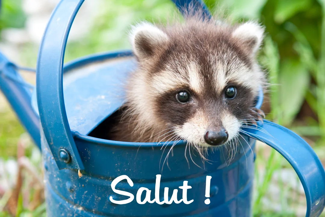 En gros plan, un jeune raton laveur au regard curieux et au pelage fourni émerge d'un arrosoir en métal bleu vif.