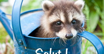 Aperçu de la carte : Salut mon canard