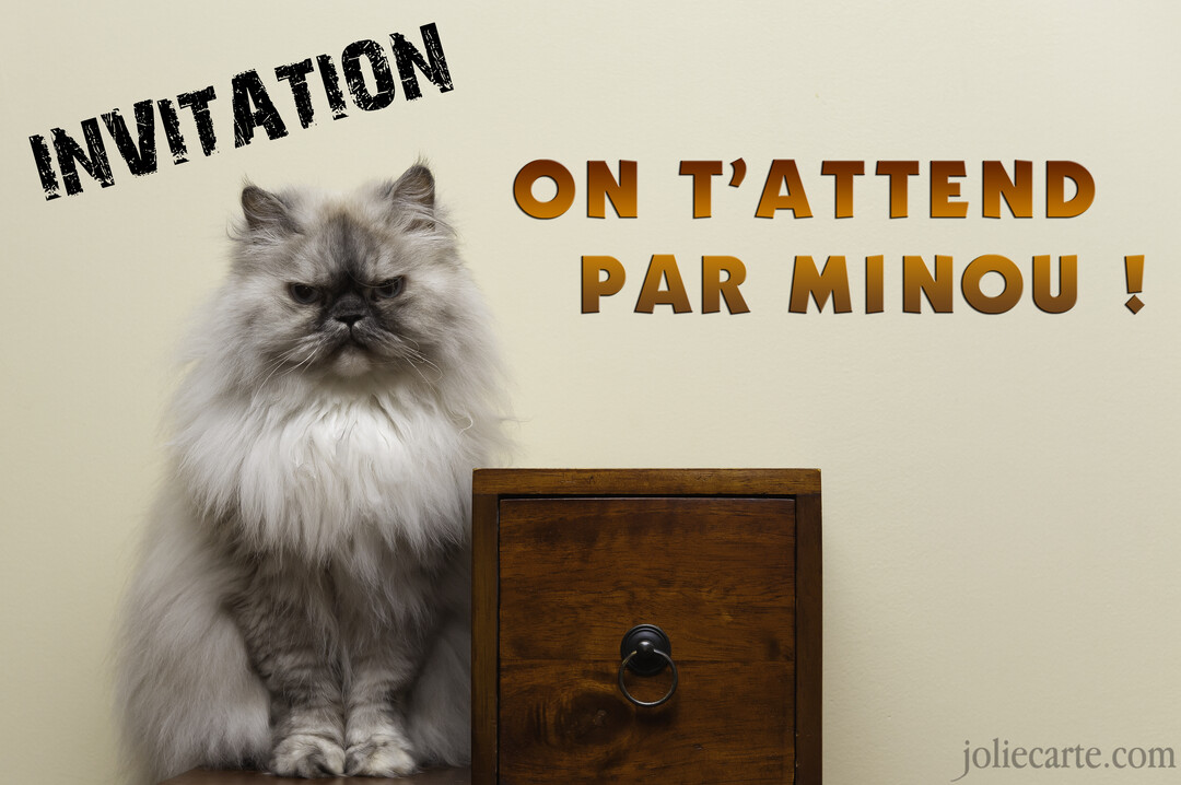 Un chat persan gris à poil long et à l'air bougon est assis sur une surface en bois à côté d'un petit tiroir.