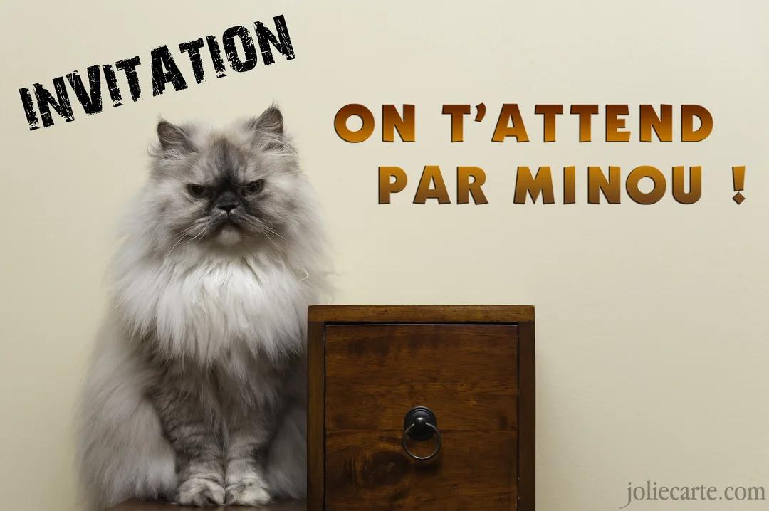 Un chat persan gris à poil long et à l'air bougon est assis sur une surface en bois à côté d'un petit tiroir.