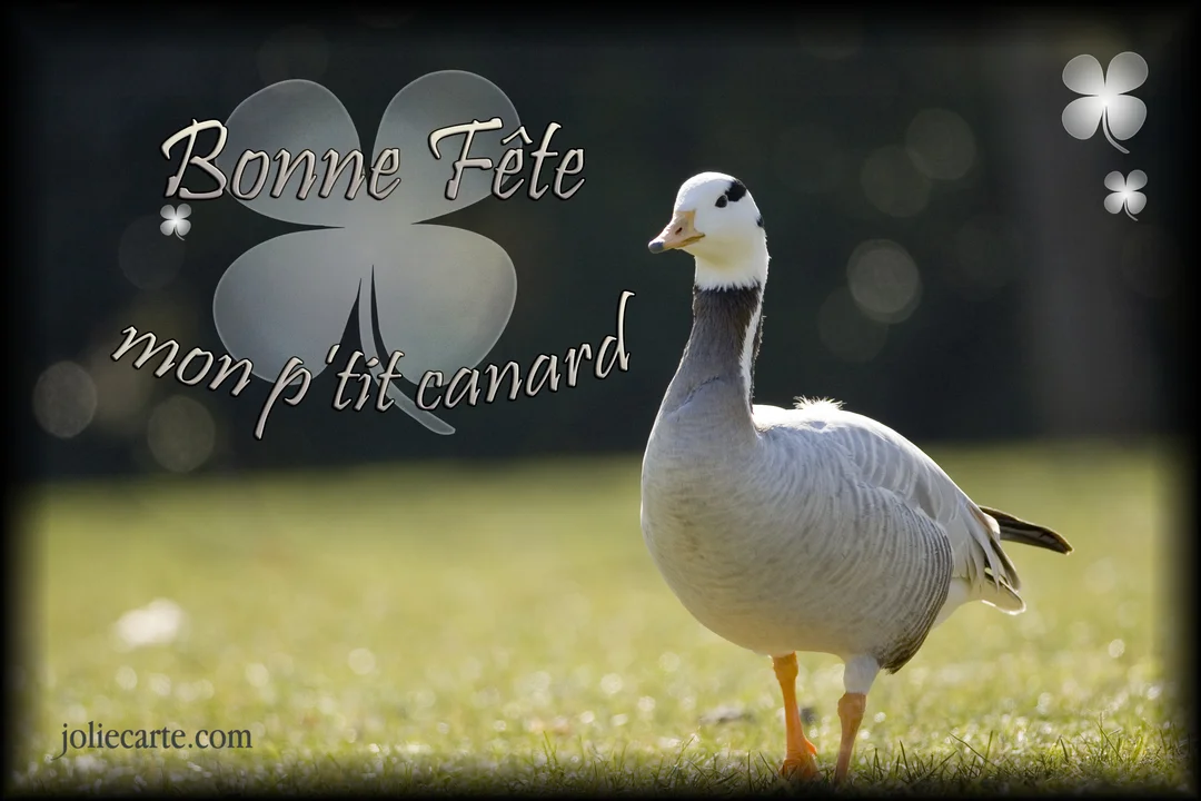 Une oie à tête barrée se tient sur une pelouse verte et ensoleillée, avec le texte 'Bonne Fête mon p'tit canard' superposé.