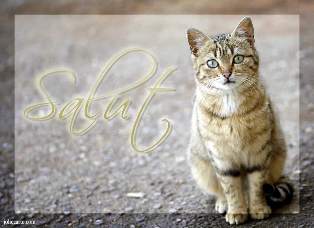 Un jeune chat tigré au pelage beige et marron est assis sur un sol gravillonné, regardant la caméra avec de grands yeux verts.