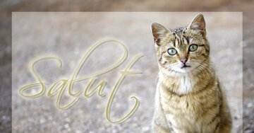 Aperçu de la carte : Salut