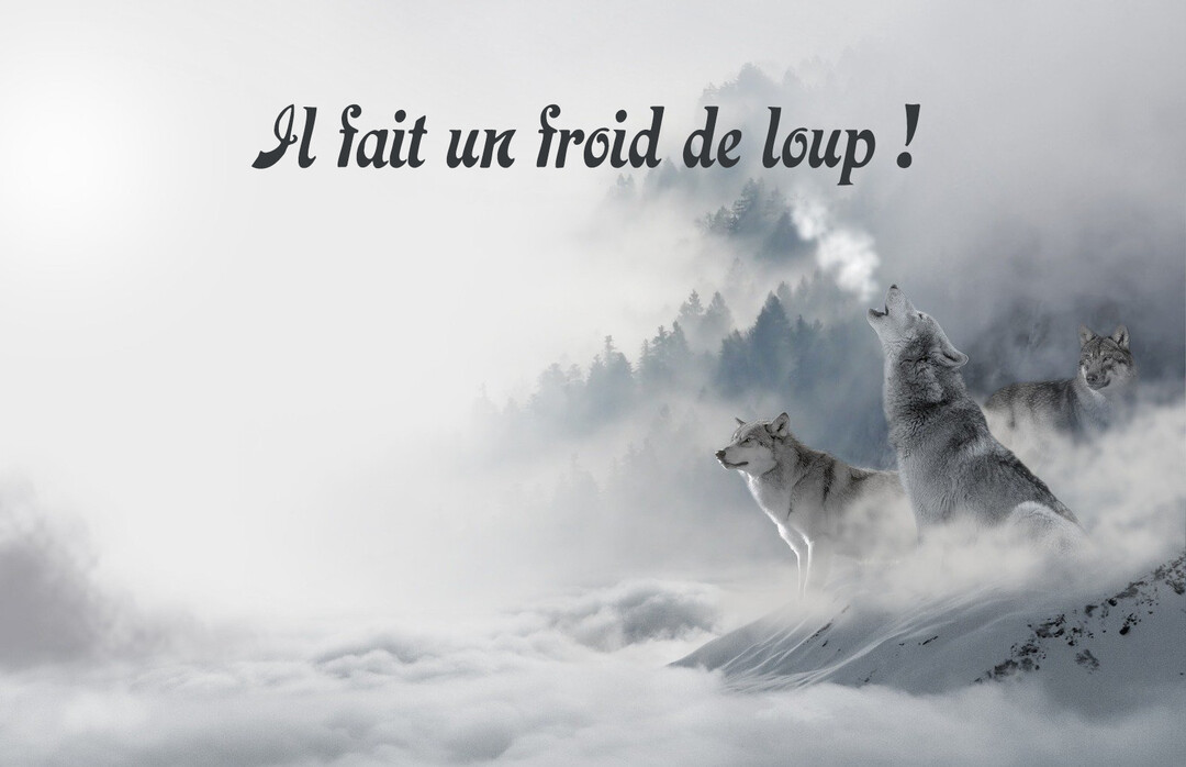 Une meute de trois loups se tient sur une crête enneigée, l'un hurlant avec son souffle visible, dans un décor de forêt brumeuse.