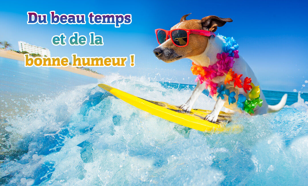 Un chien amusant avec des lunettes de soleil et un collier de fleurs fait du surf sur une vague bleue sous un ciel d'été.