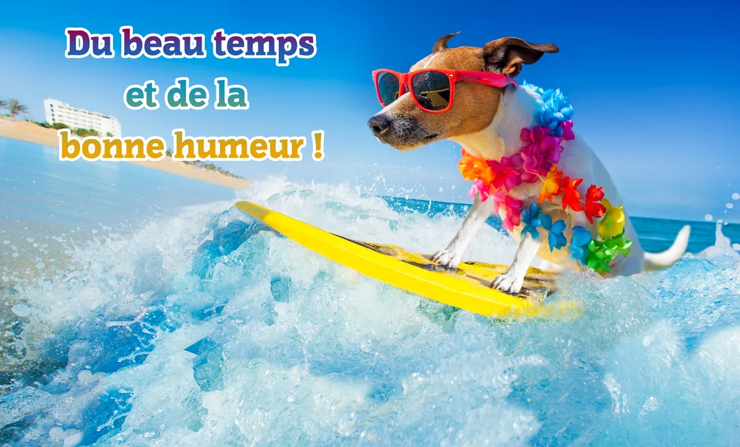 Un chien amusant avec des lunettes de soleil et un collier de fleurs fait du surf sur une vague bleue sous un ciel d'été.