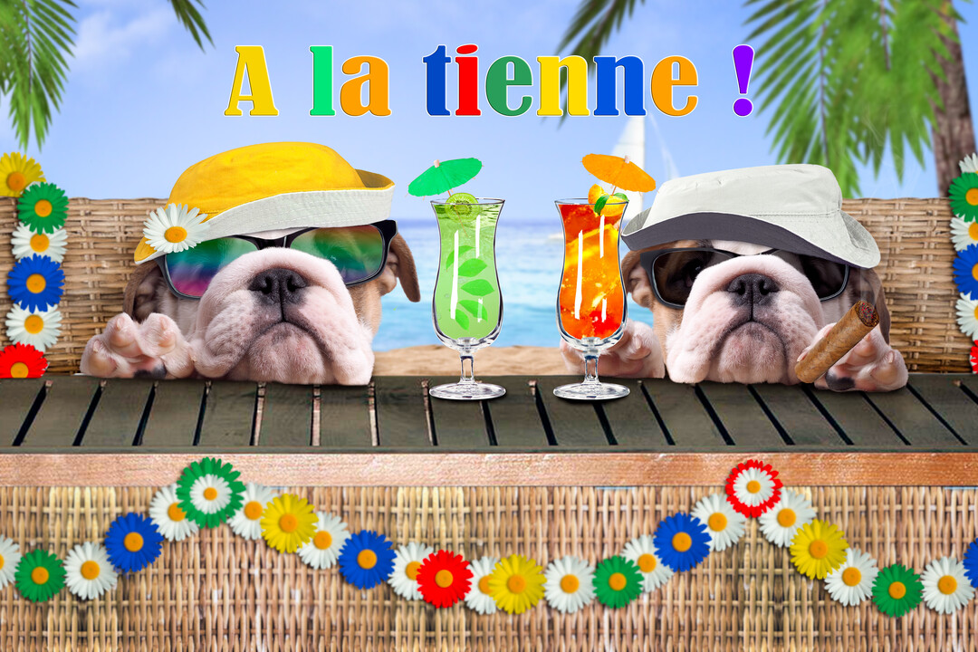Un photomontage de deux bulldogs anglais portant chapeaux et lunettes, accoudés à un bar de plage et trinquant avec des cocktails colorés.