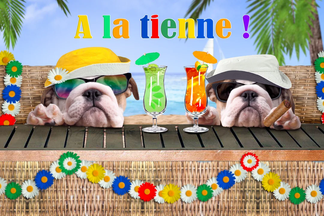 Un photomontage de deux bulldogs anglais portant chapeaux et lunettes, accoudés à un bar de plage et trinquant avec des cocktails colorés.