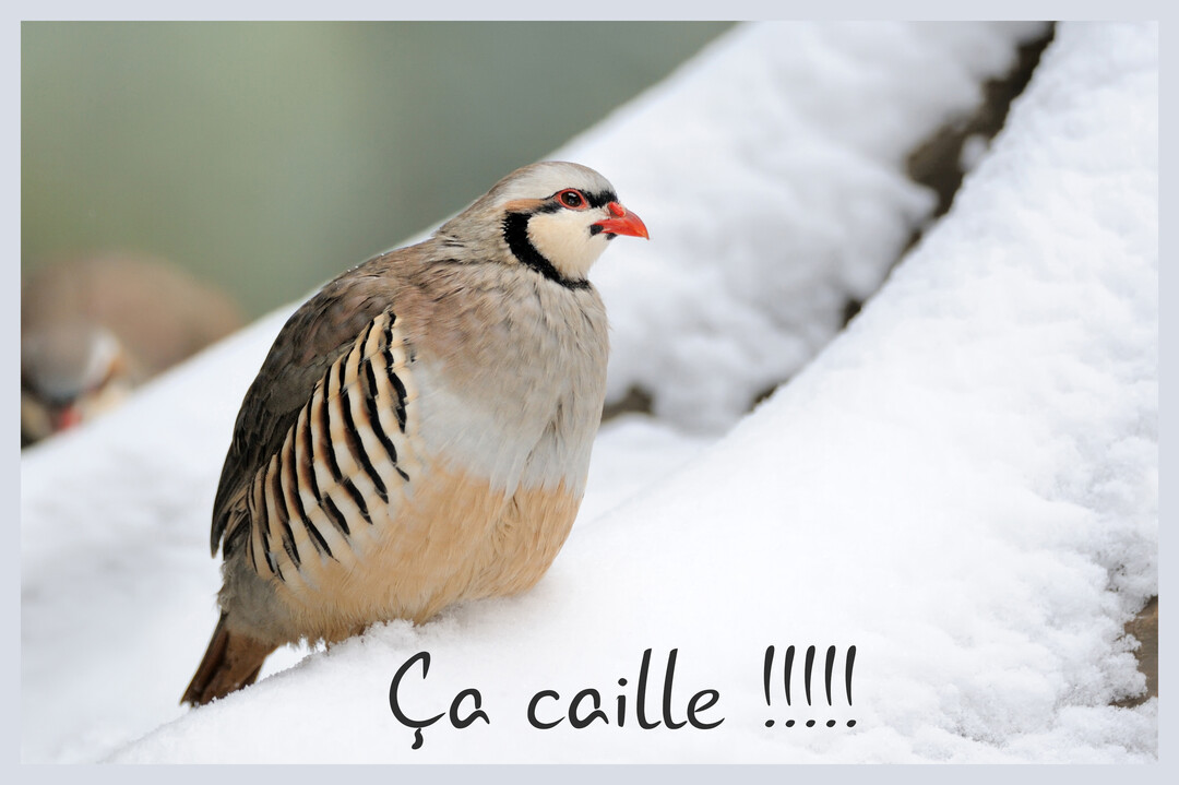 Une perdrix choukar se tient sur un sol entièrement recouvert de neige, avec un plumage gris, beige et des rayures noires sur les flancs.