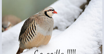 Aperçu de la carte : Ça caille !!!!!