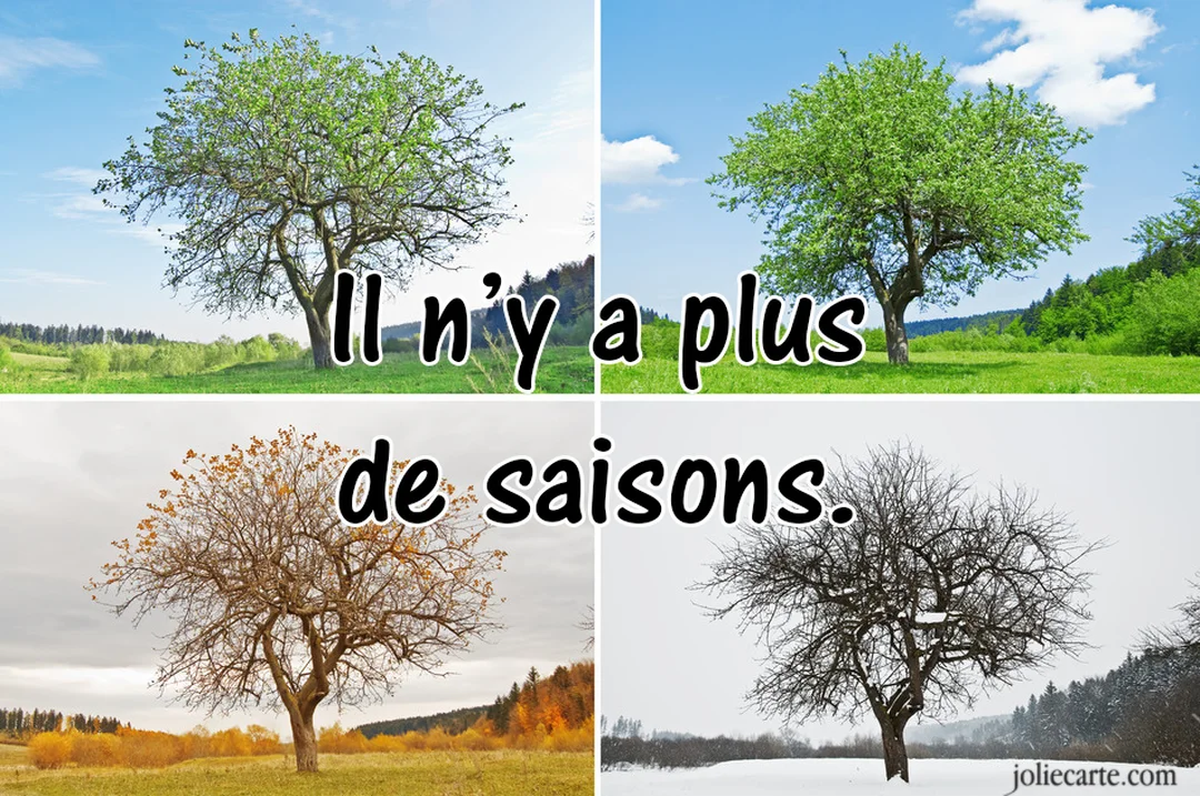 Un photomontage de quatre images montrant le même arbre à travers les quatre saisons, avec la phrase humoristique "Il n'y a plus de saisons".