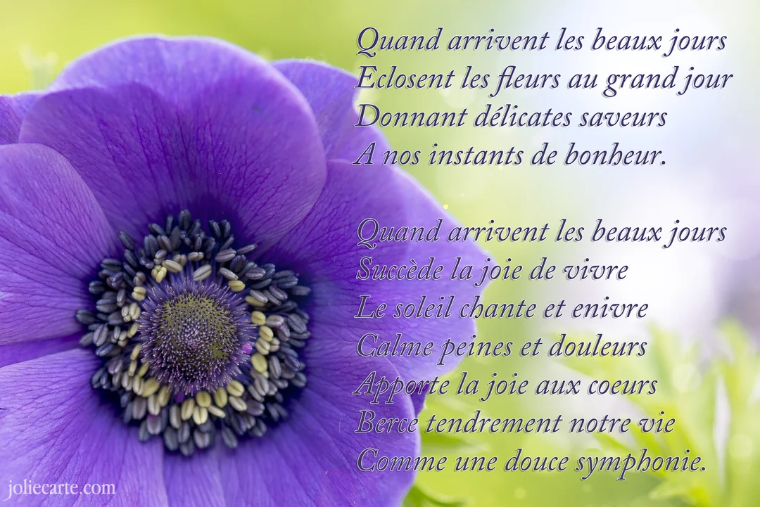 Gros plan sur une fleur d'anémone violette avec un cœur noir et jaune, à côté d'un poème sur fond vert clair flouté.