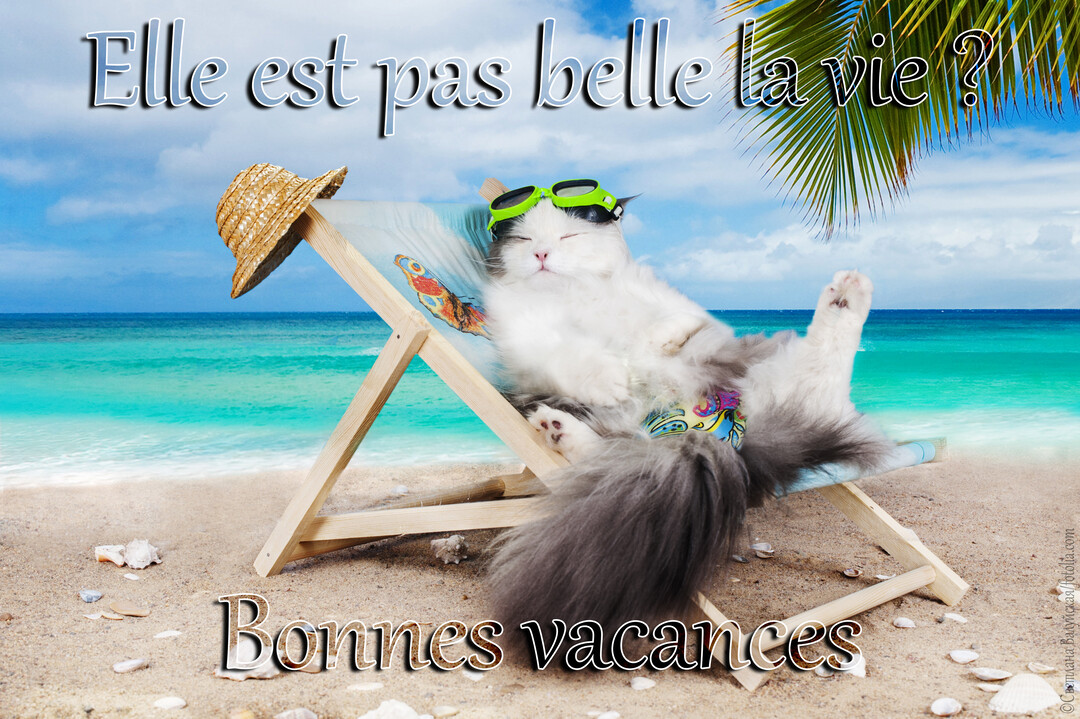 Un chat poilu, équipé de lunettes et d'un maillot, se détend sur un transat face à une mer turquoise sous un ciel bleu.