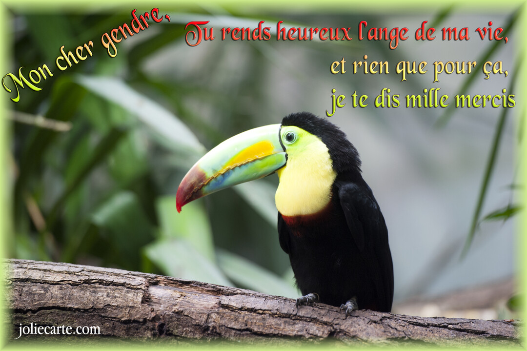 Un toucan au plumage noir et au bec multicolore est perché sur une branche d'arbre, sur un fond de feuillage vert flou.
