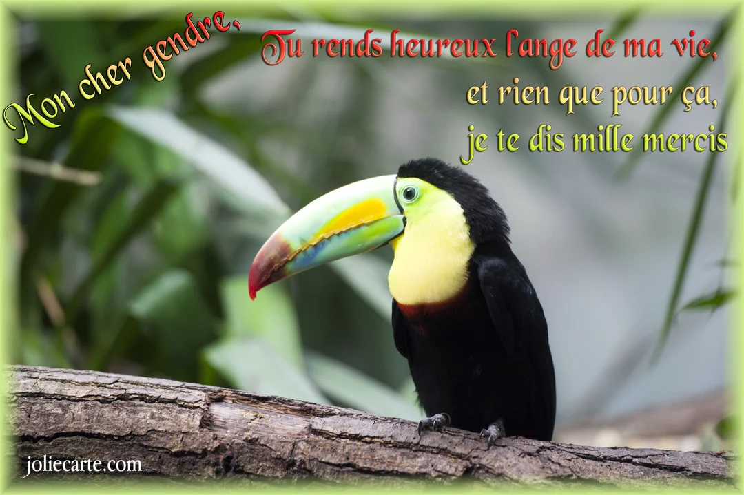 Un toucan au plumage noir et au bec multicolore est perché sur une branche d'arbre, sur un fond de feuillage vert flou.