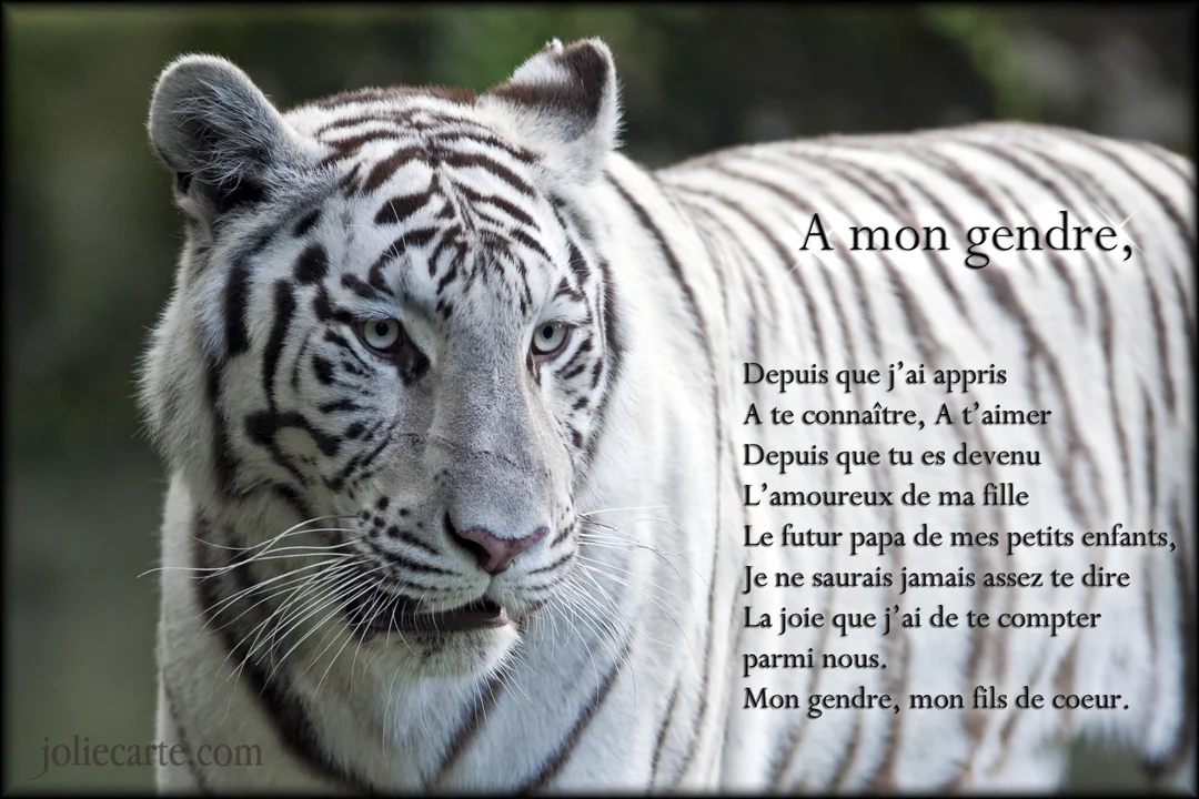Gros plan sur la tête d'un magnifique tigre blanc aux yeux clairs, avec un poème affectueux dédié à un gendre superposé sur son pelage.