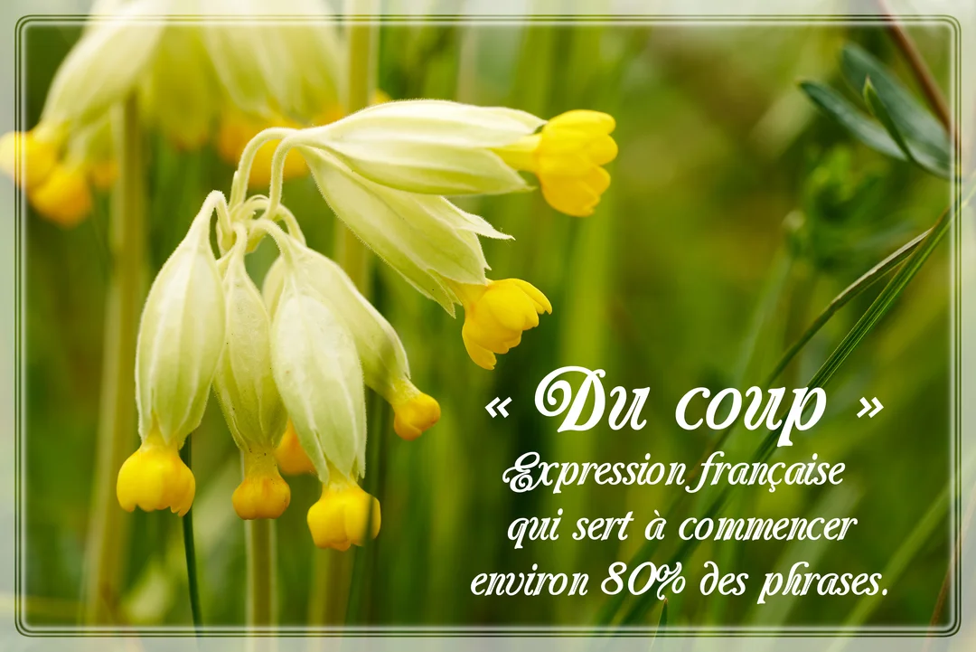 Gros plan sur des fleurs de coucou jaunes et pâles, sur un fond vert flou, avec une citation humoristique sur l'expression 'du coup'.