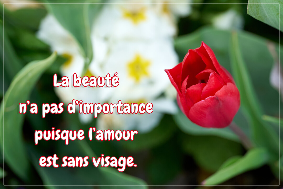 Une tulipe rouge en gros plan se détache sur un fond flou de fleurs blanches et de feuillage vert, avec une citation superposée.