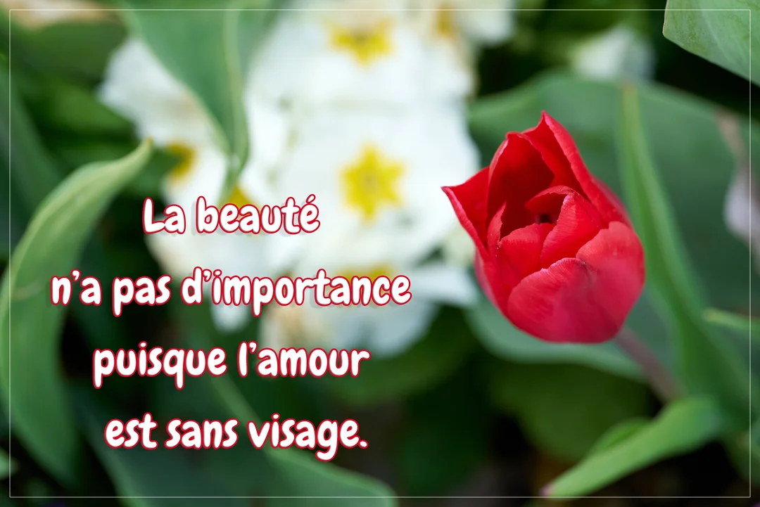Une tulipe rouge en gros plan se détache sur un fond flou de fleurs blanches et de feuillage vert, avec une citation superposée.