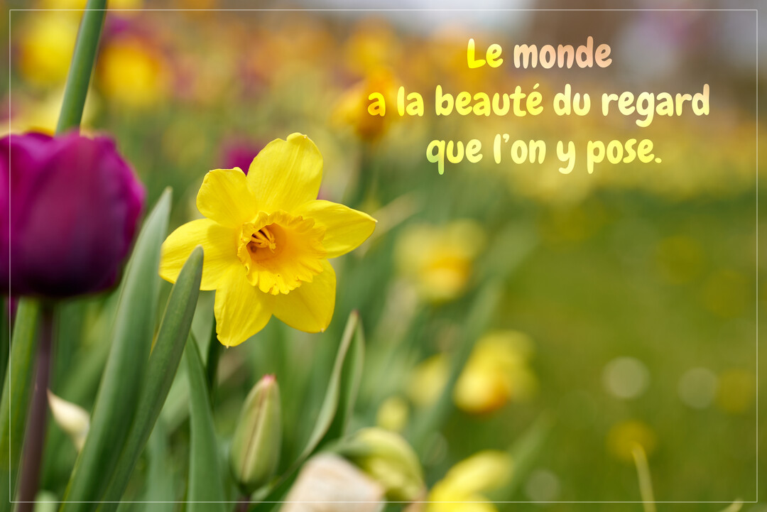 Un plan rapproché d'une jonquille jaune vif au milieu d'un parterre de fleurs printanières, avec une tulipe violette en premier plan flou.
