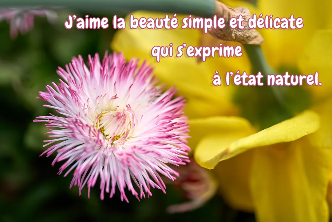 Gros plan photographique d'une fleur de pâquerette pomponnette rose et blanche, avec de fins pétales, sur un arrière-plan végétal jaune et vert.