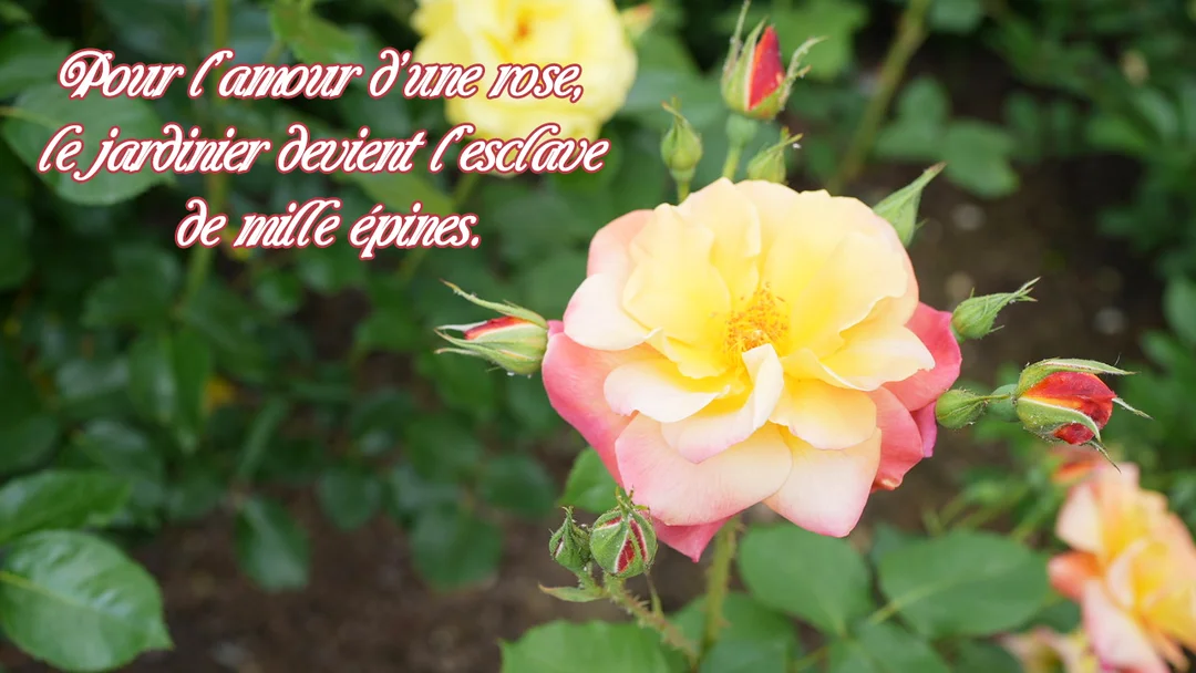 Une photographie en gros plan d'une rose bicolore jaune et rose, entourée de boutons et de feuillage vert, avec une citation superposée.