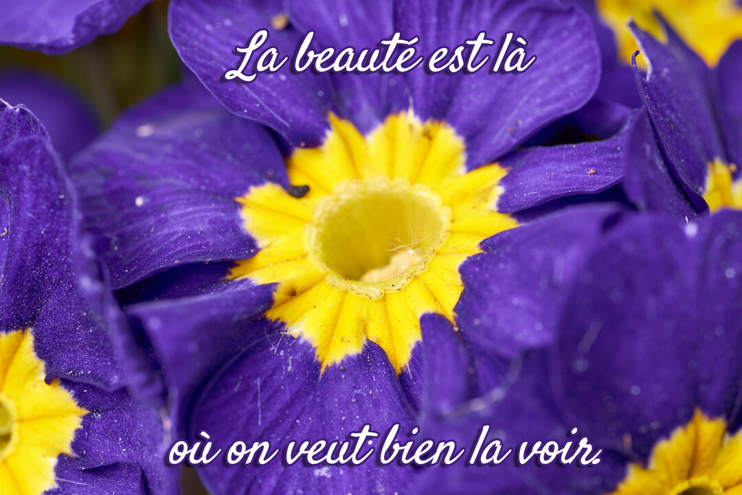 Gros plan photographique d'une fleur de primevère violette avec un cœur jaune vif, sur laquelle est inscrite une citation inspirante en blanc.