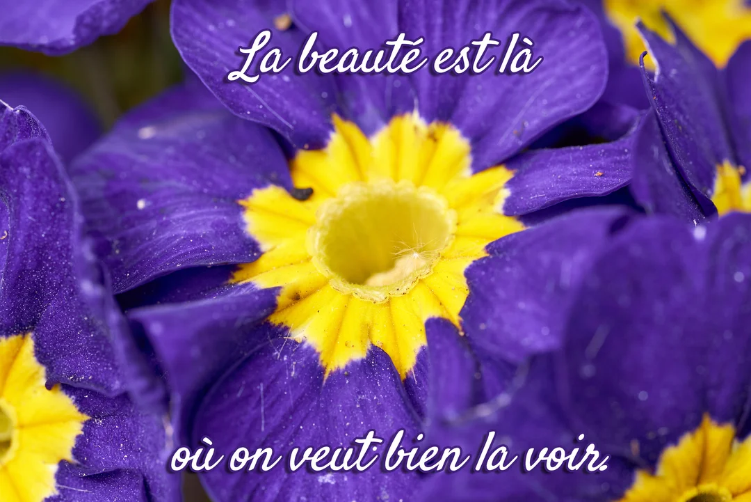 Gros plan photographique d'une fleur de primevère violette avec un cœur jaune vif, sur laquelle est inscrite une citation inspirante en blanc.
