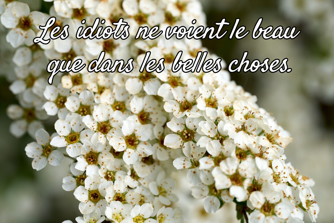 Gros plan sur une multitude de petites fleurs blanches aux pistils dorés, avec une citation philosophique superposée en écriture cursive noire.