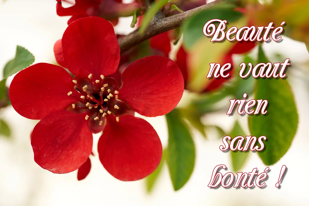 Gros plan sur une fleur rouge vif aux pétales ouverts, avec le texte 'Beauté ne vaut rien sans bonté !' superposé sur la droite.