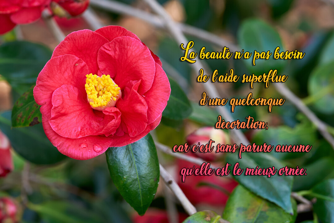 Photographie en gros plan d'une fleur de camélia rouge vif aux étamines jaunes, avec une citation sur la beauté superposée à droite.