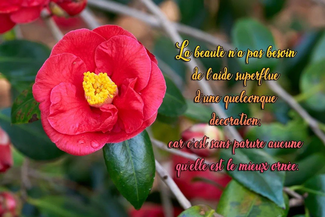 Photographie en gros plan d'une fleur de camélia rouge vif aux étamines jaunes, avec une citation sur la beauté superposée à droite.