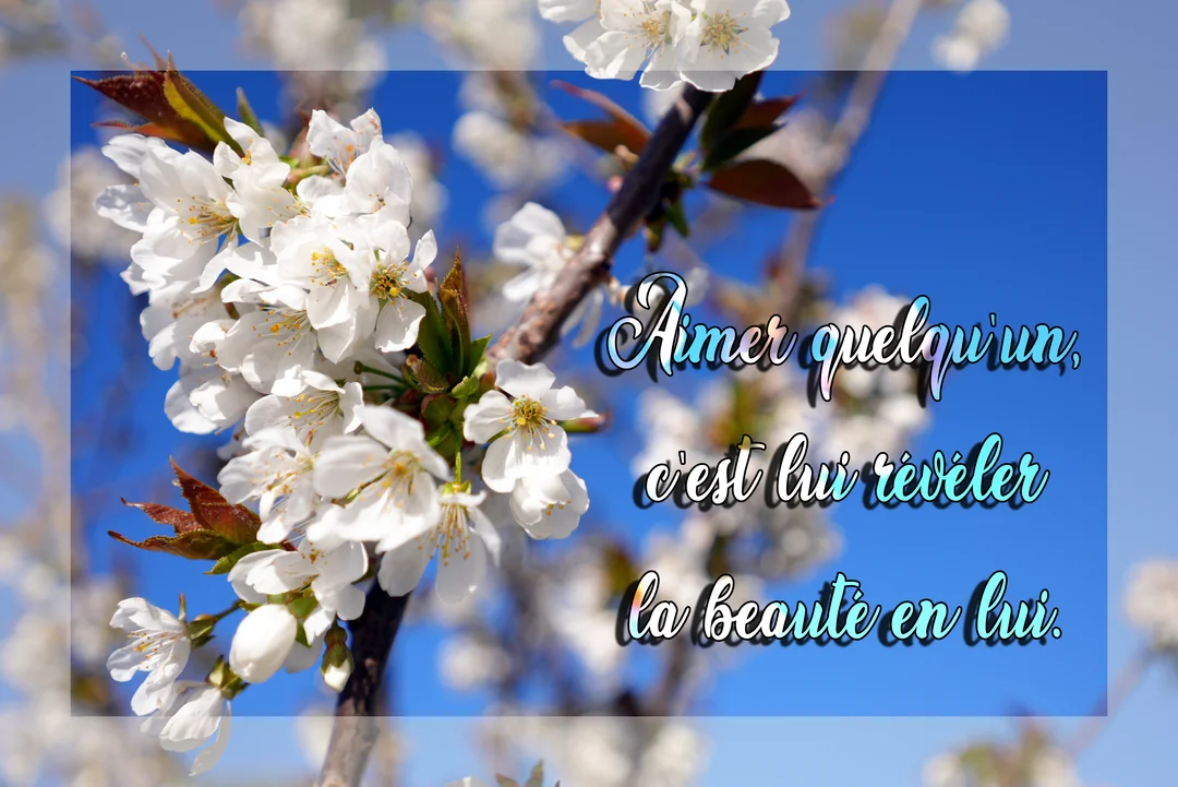 Une branche de fleurs de cerisier blanches se détache sur un ciel bleu vif, avec une citation poétique sur l'amour superposée.
