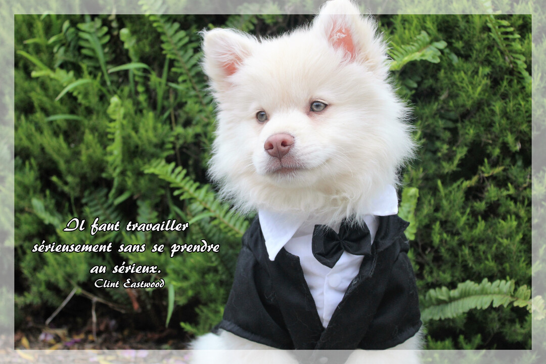 Un jeune chien blanc à la fourrure épaisse, vêtu d'un smoking, pose devant une végétation luxuriante, avec une citation sur le travail.